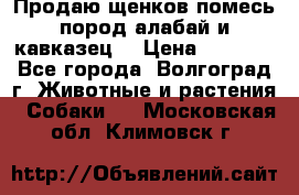 Продаю щенков помесь пород алабай и кавказец. › Цена ­ 1 500 - Все города, Волгоград г. Животные и растения » Собаки   . Московская обл.,Климовск г.